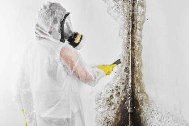 Best Home Mold Removal  in Brushy, OK