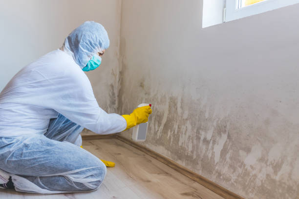 Professional Mold Removal in Brushy, OK