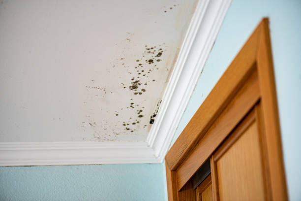 Best Fast Mold Removal  in Brushy, OK