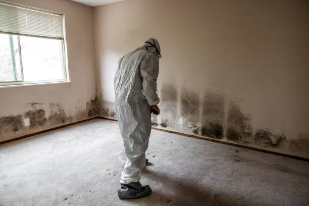 Mold Removal Process in Brushy, OK