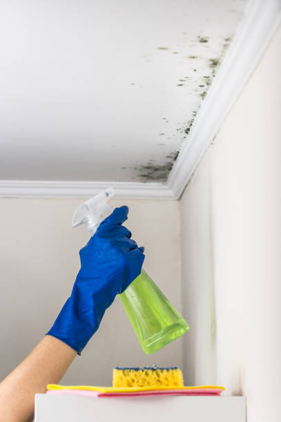  Brushy, OK Mold Removal Pros